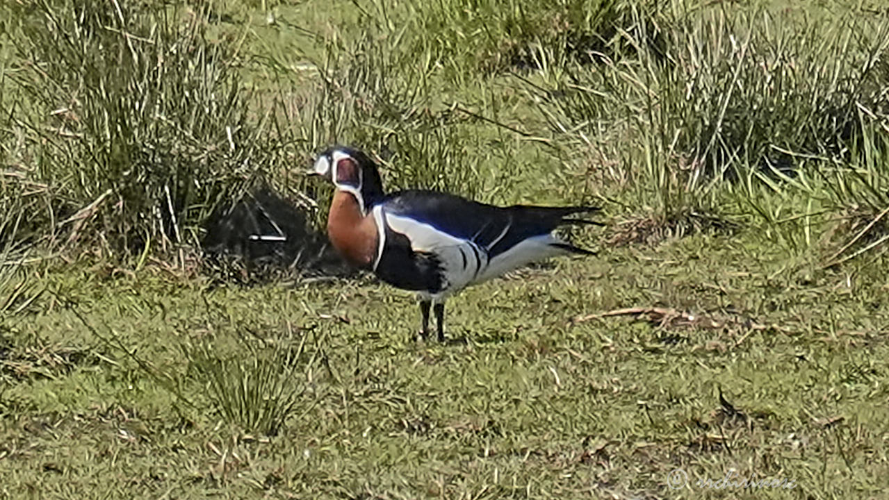 Red-breasted goose