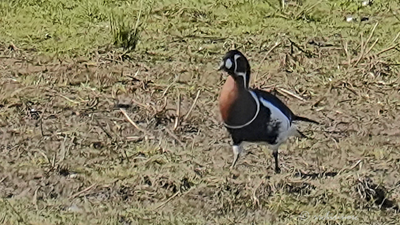 Red-breasted goose