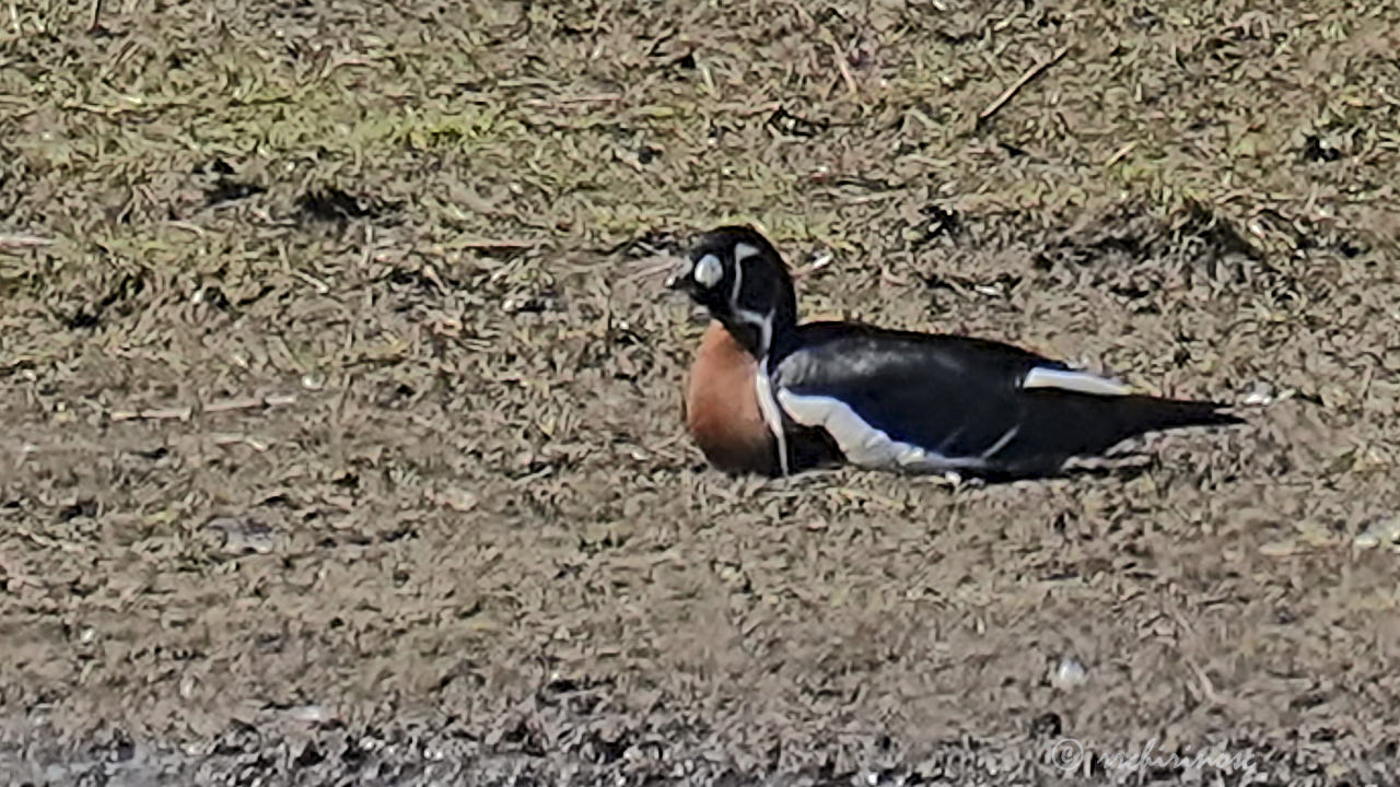 Red-breasted goose