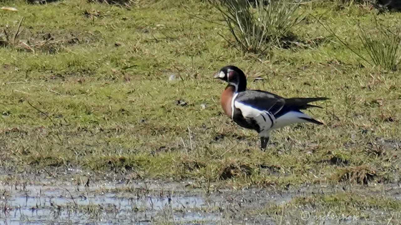 Red-breasted goose