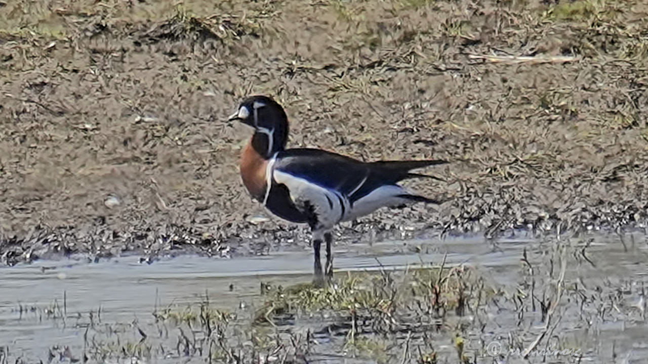 Red-breasted goose