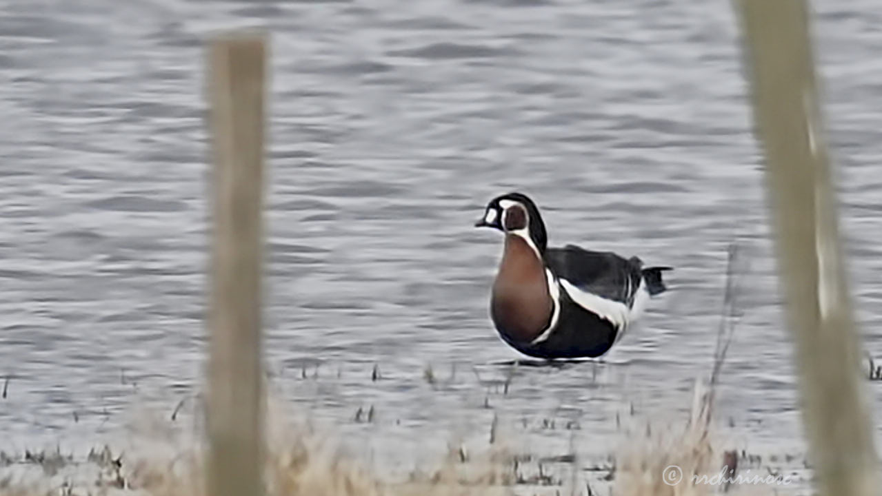 Red-breasted goose