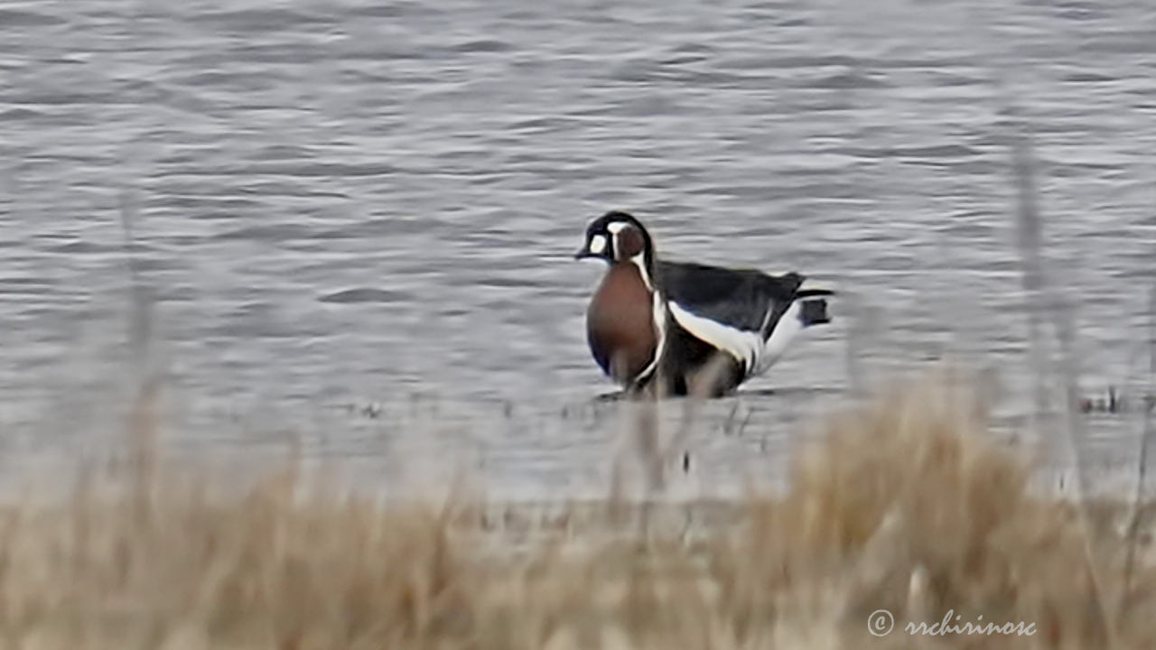 Red-breasted goose