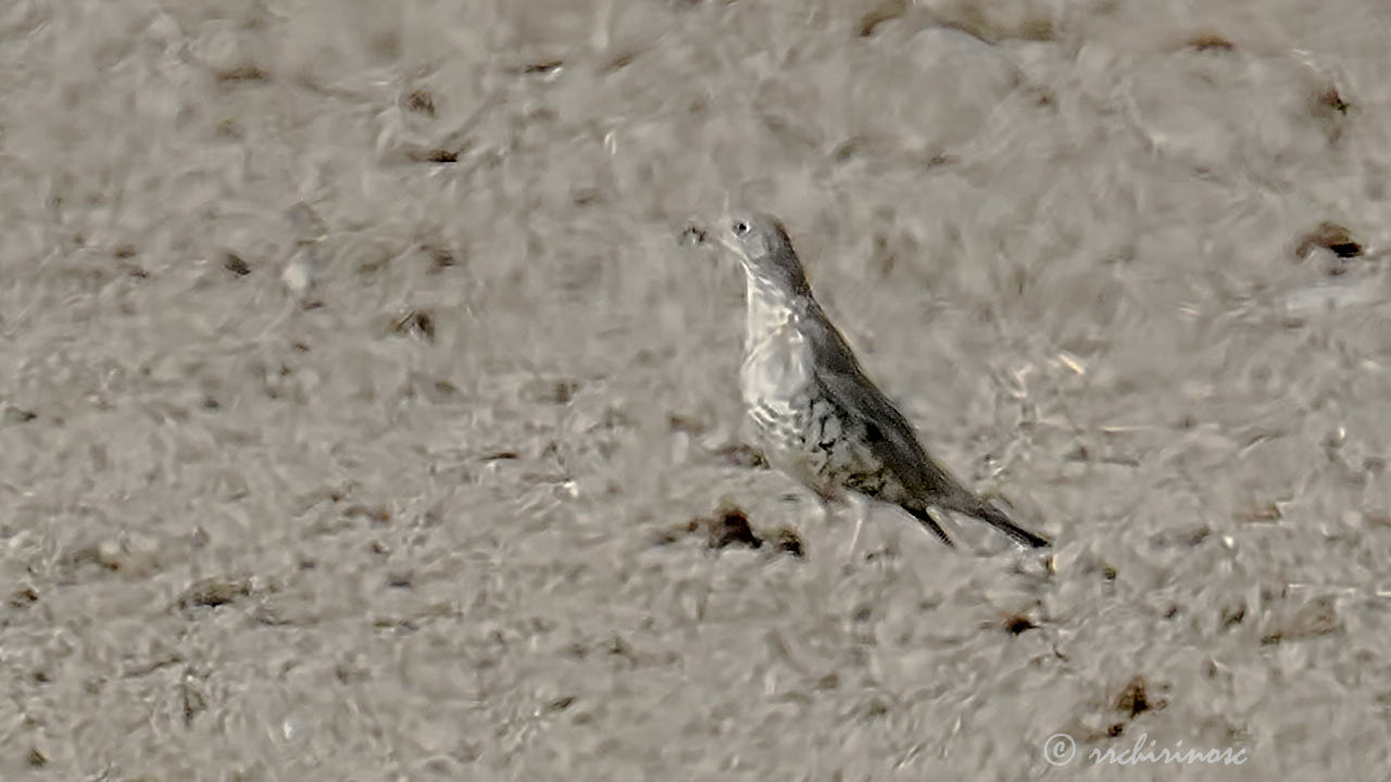 Mistle thrush