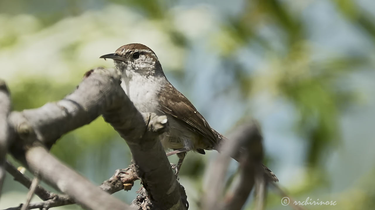 Bewick's wren