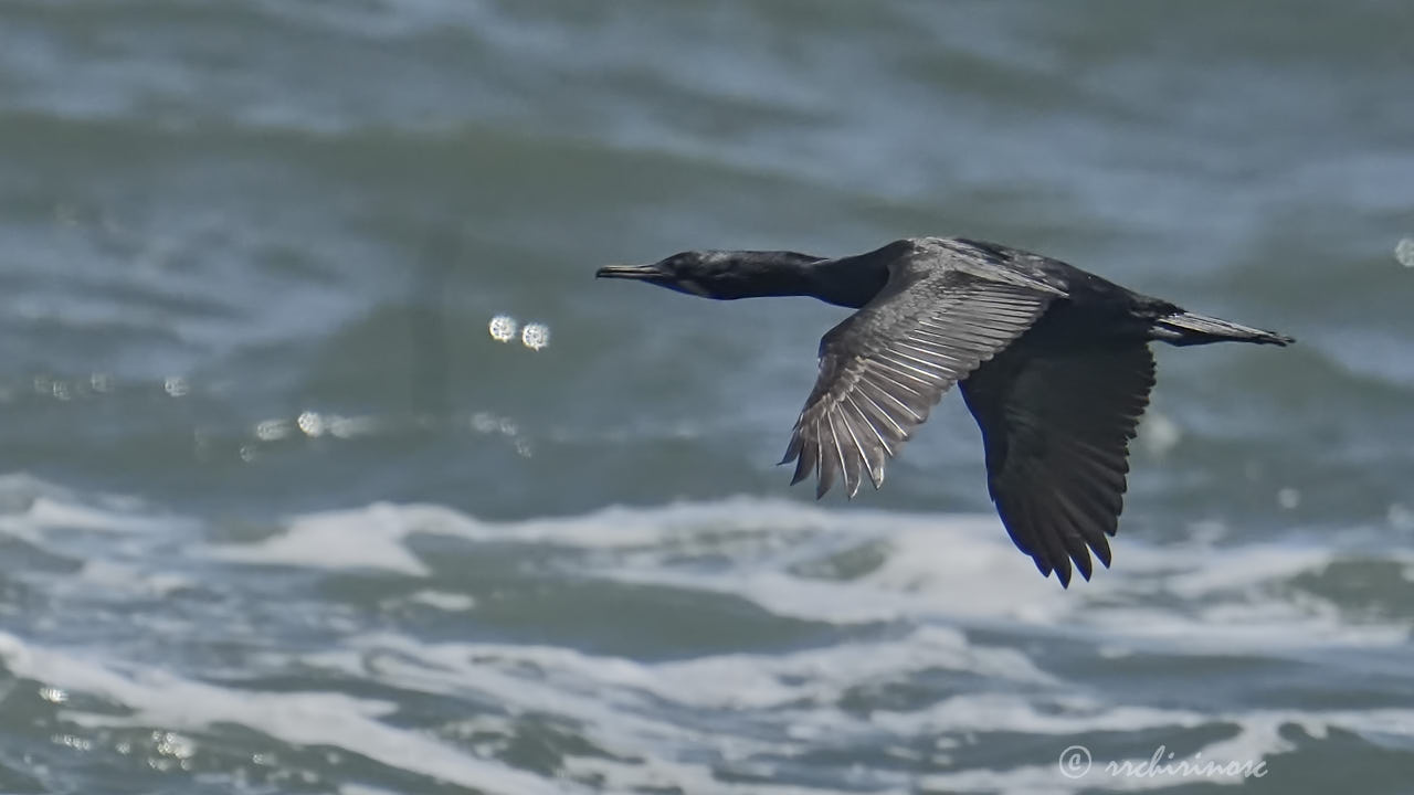 Brandt's cormorant