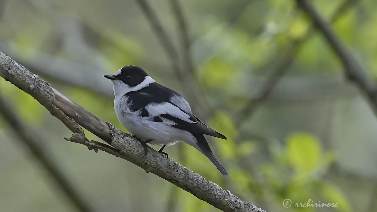 Collared flycatcher