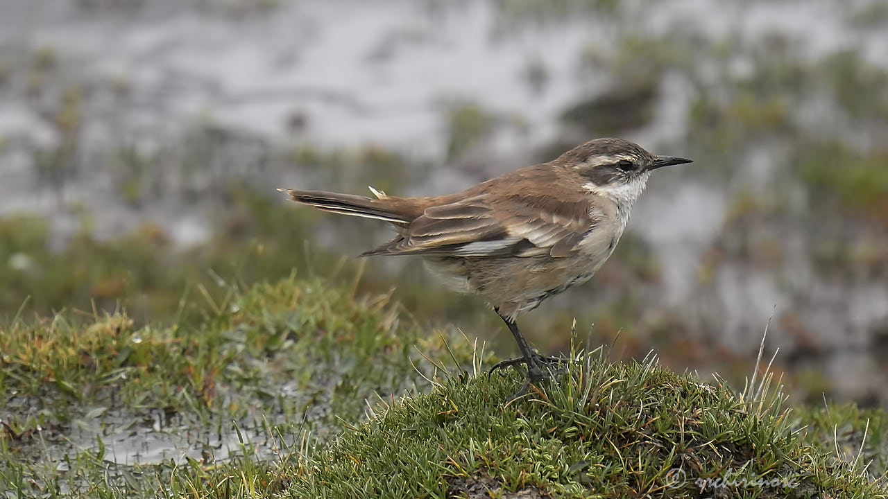 Cream-winged cinclodes