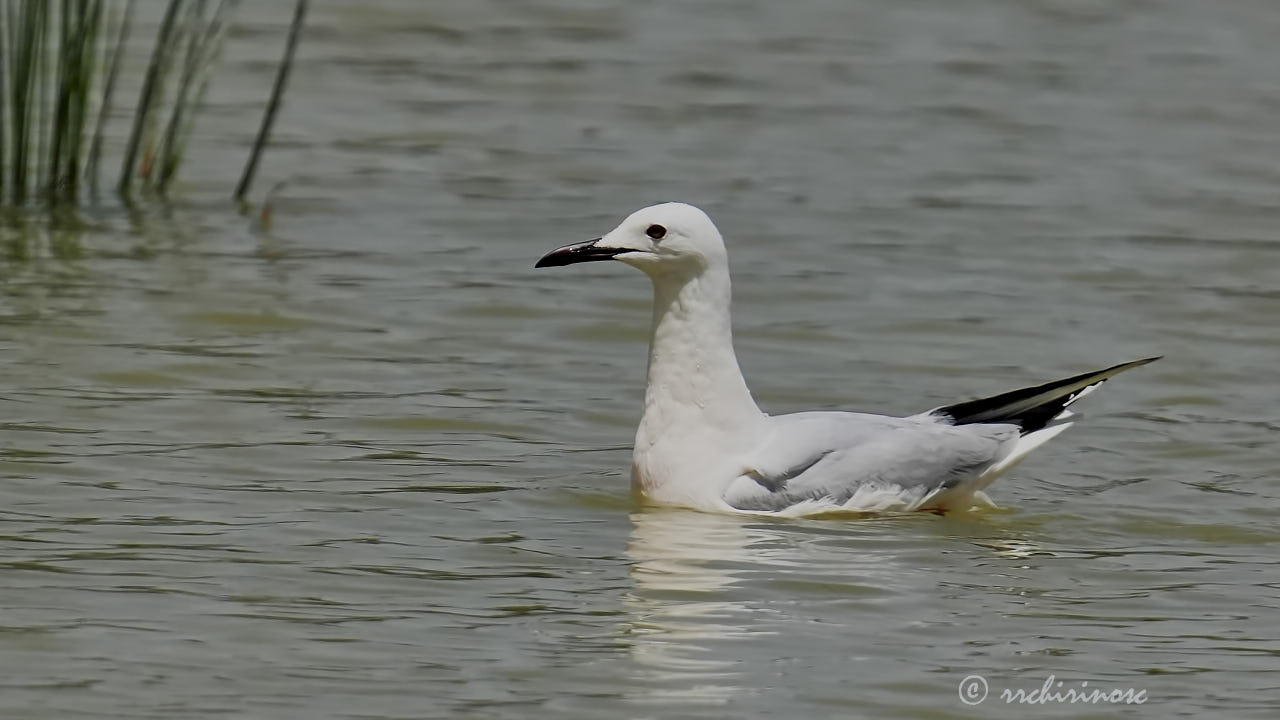 Slender-billed gull