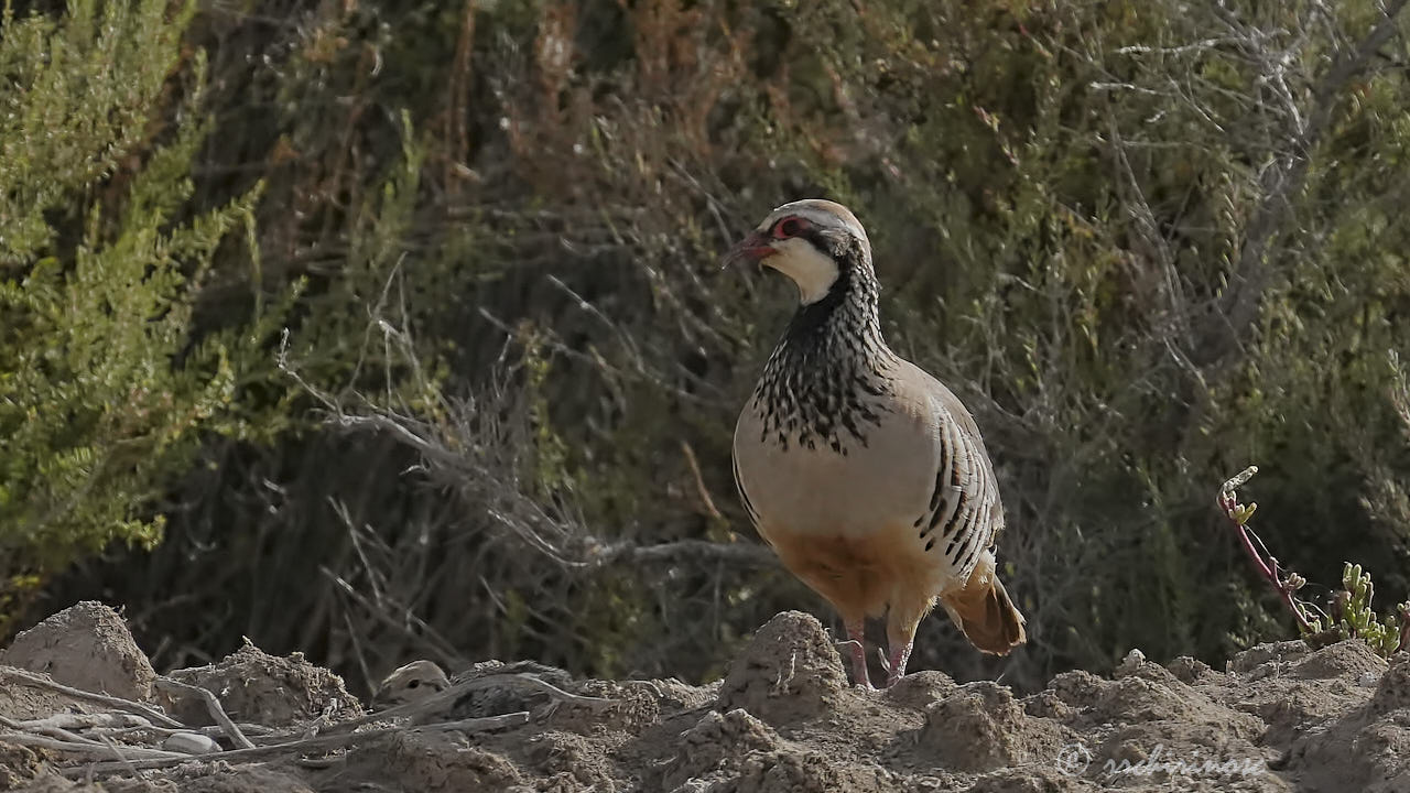 Red-legged partridge
