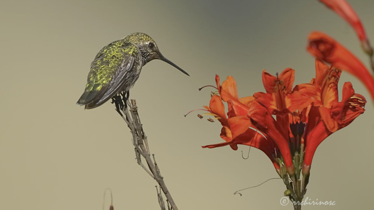 Anna's hummingbird