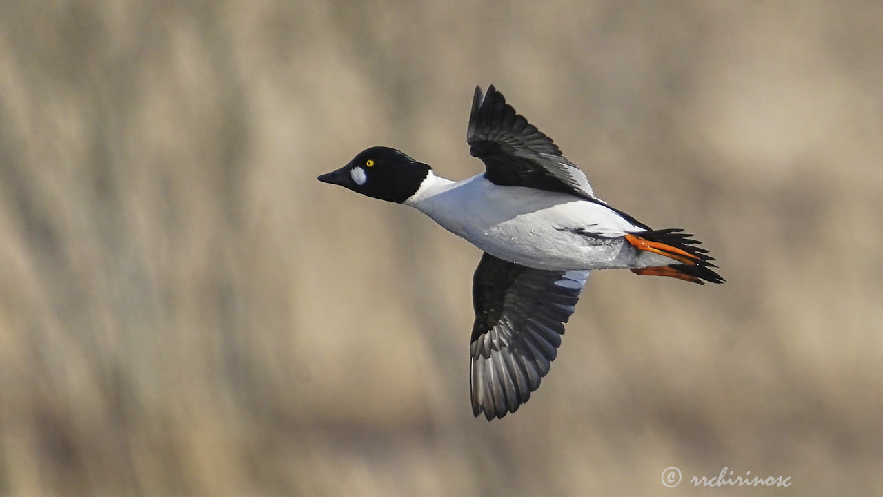 Common goldeneye