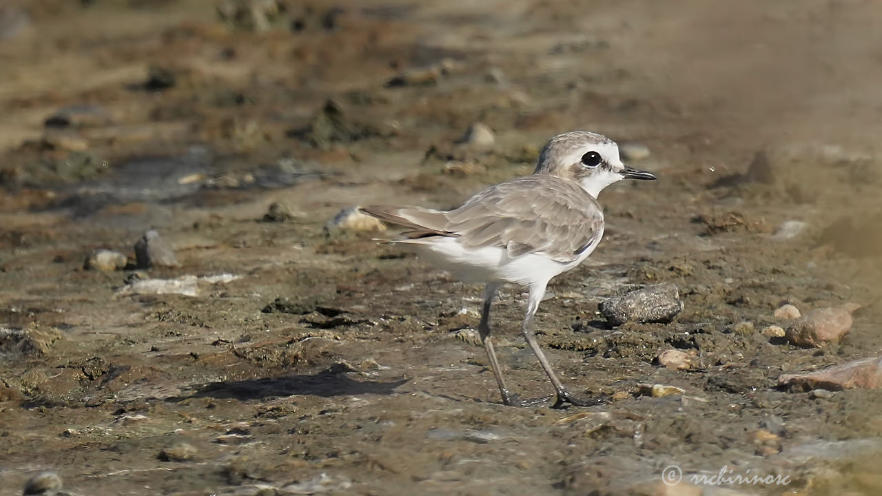Kentish plover