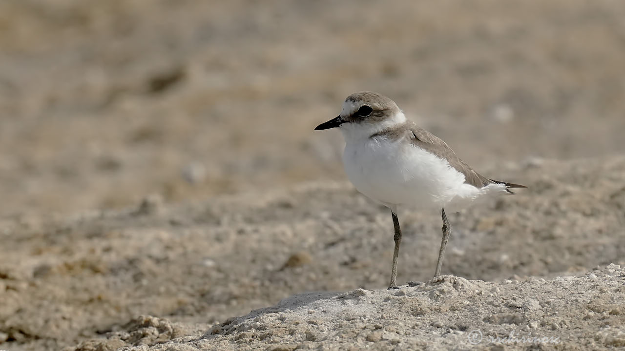 Kentish plover