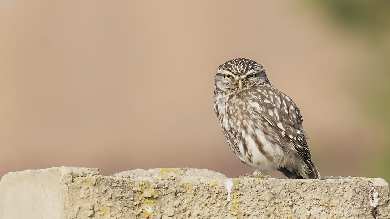 Little owl