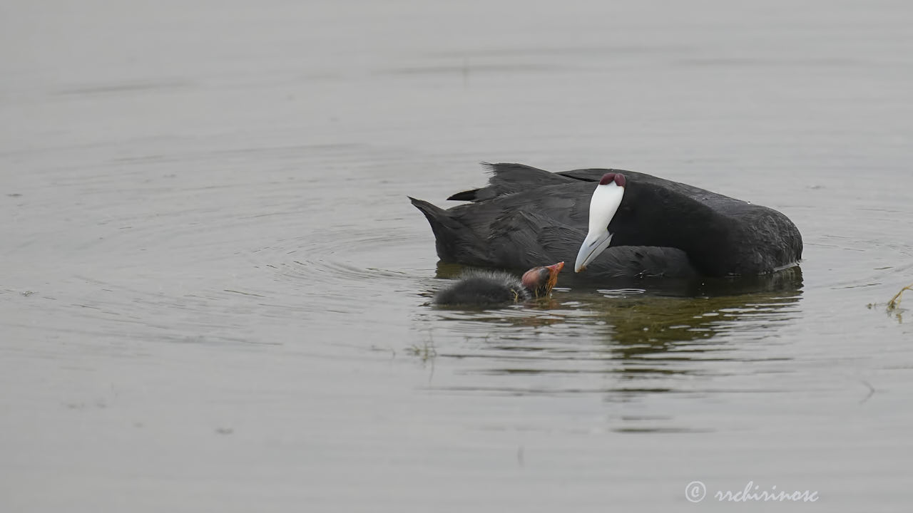 Red-knobbed coot