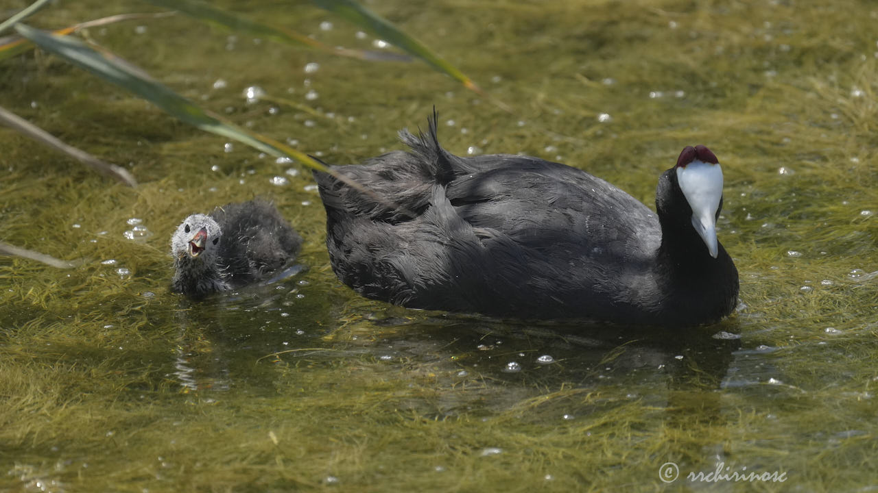 Red-knobbed coot