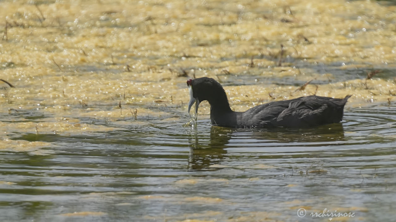 Red-knobbed coot