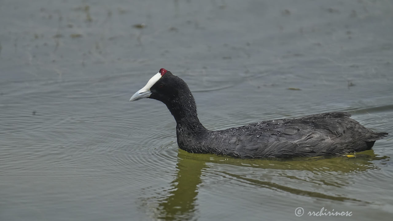 Red-knobbed coot