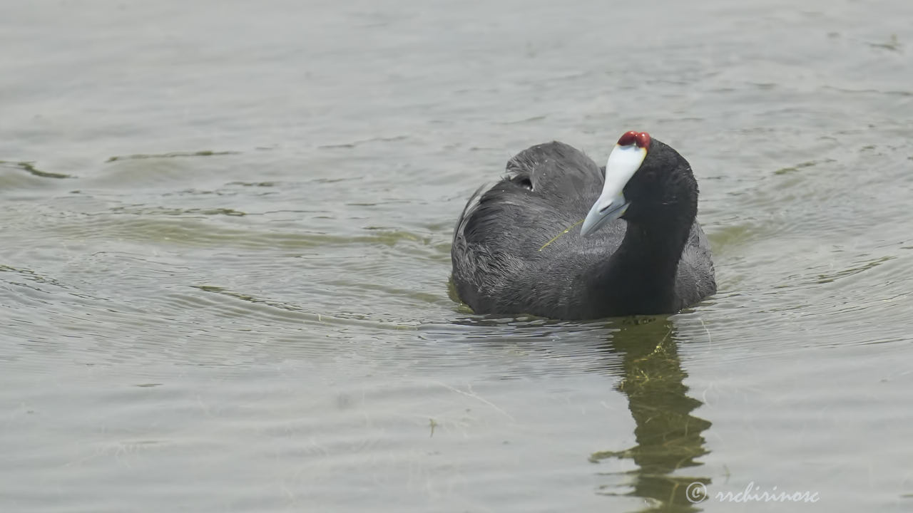 Red-knobbed coot