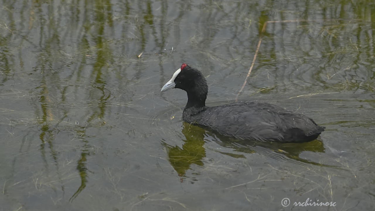 Red-knobbed coot