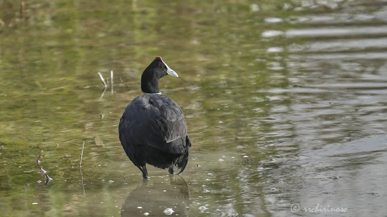 Red-knobbed coot