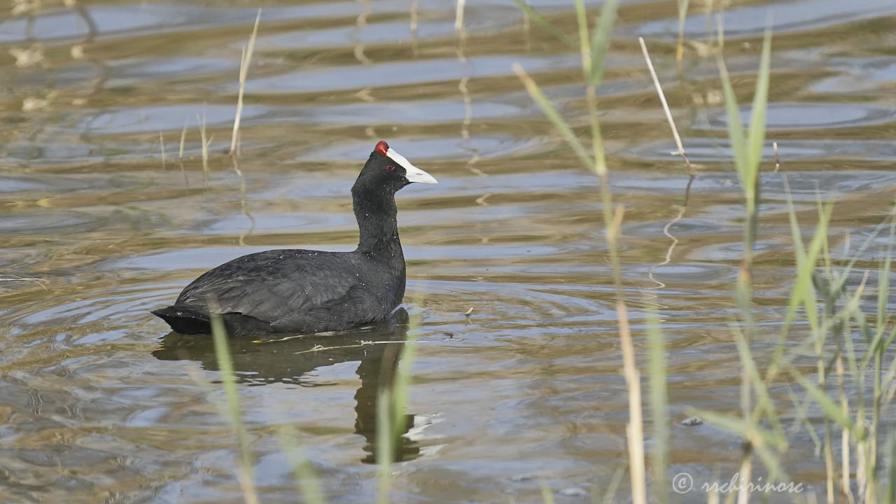 Red-knobbed coot