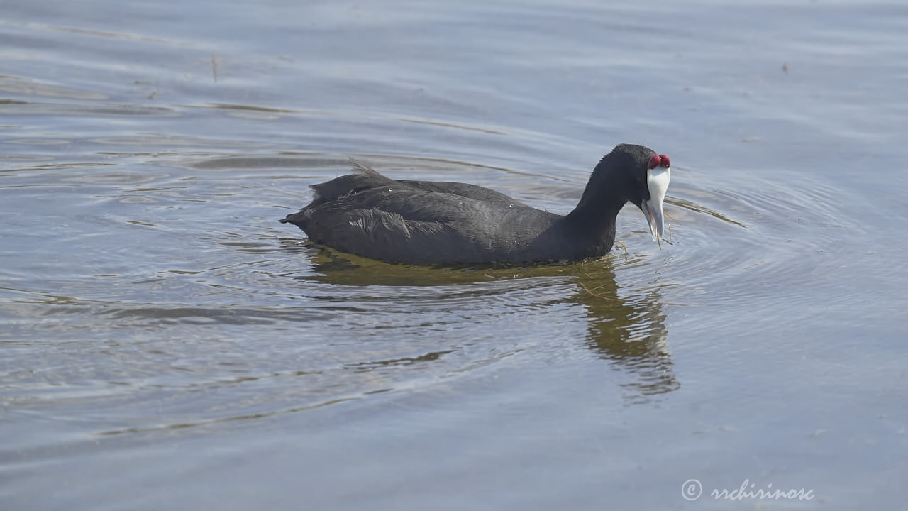 Red-knobbed coot
