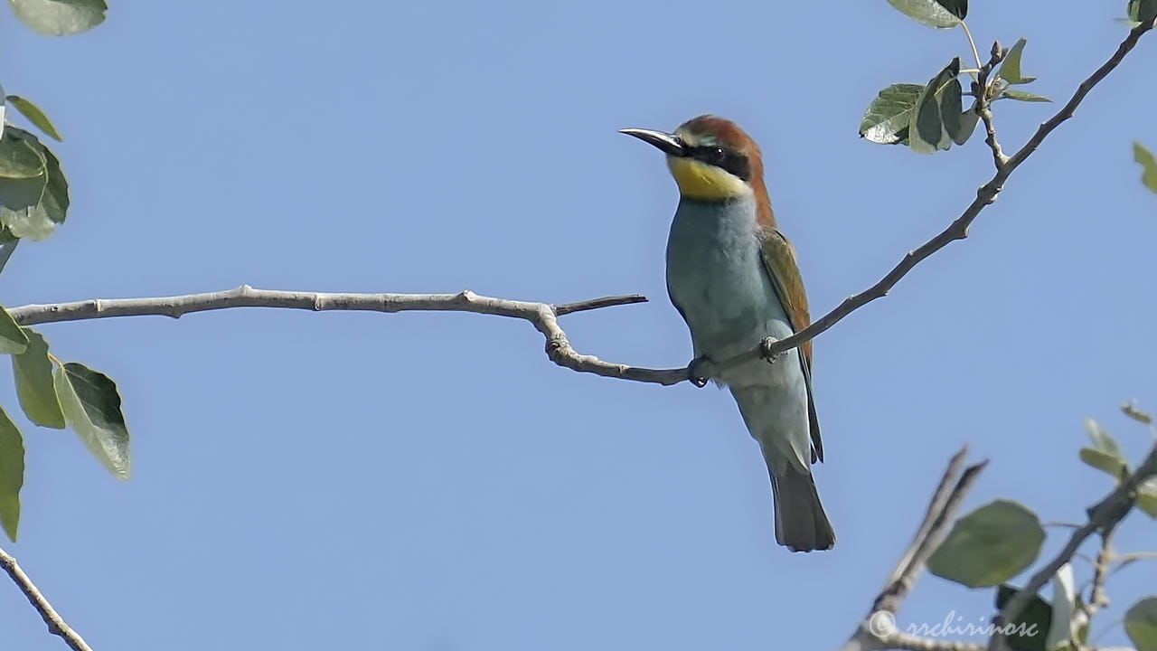 European bee-eater