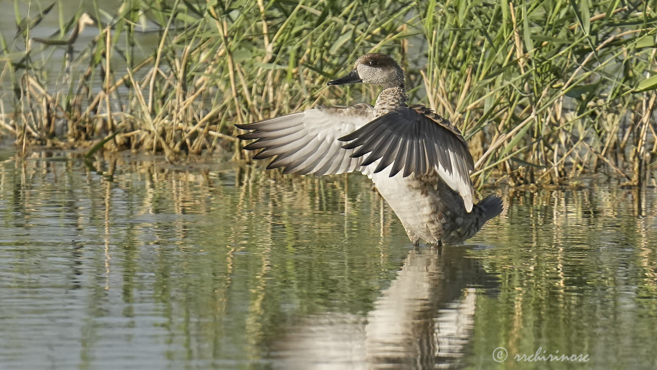 Marbled duck