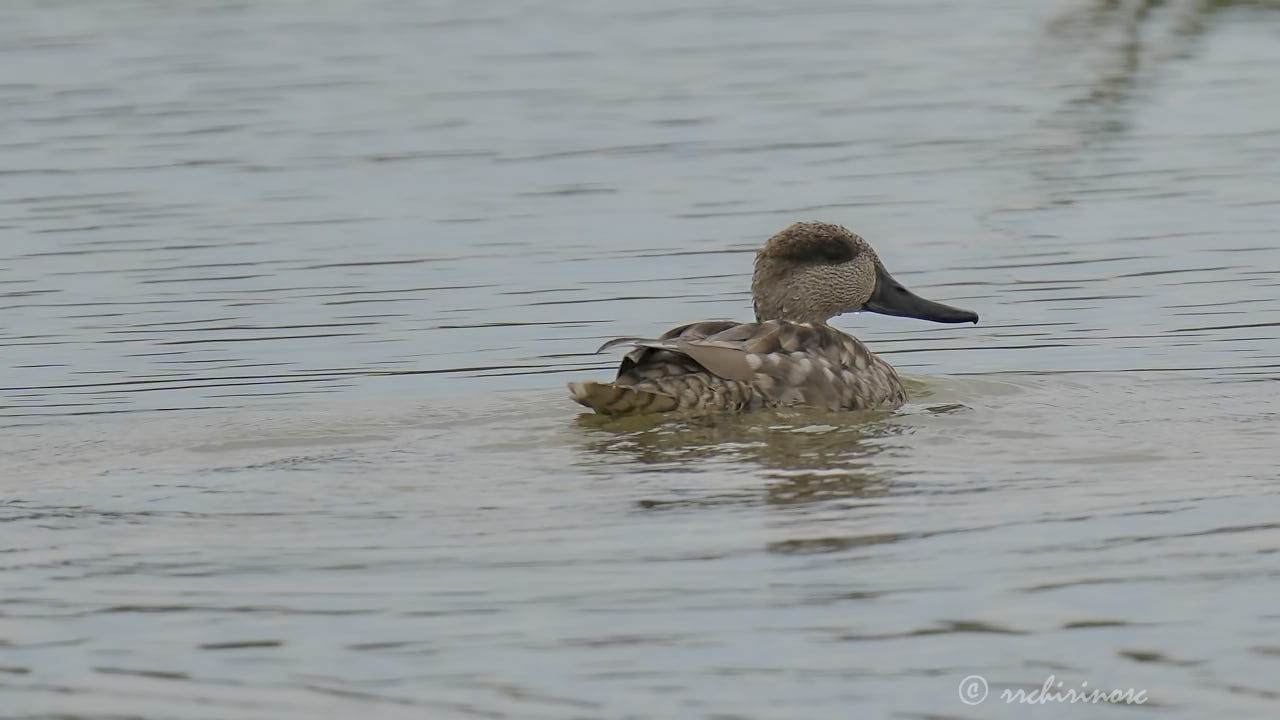 Marbled duck