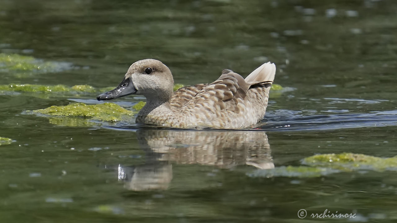 Marbled duck