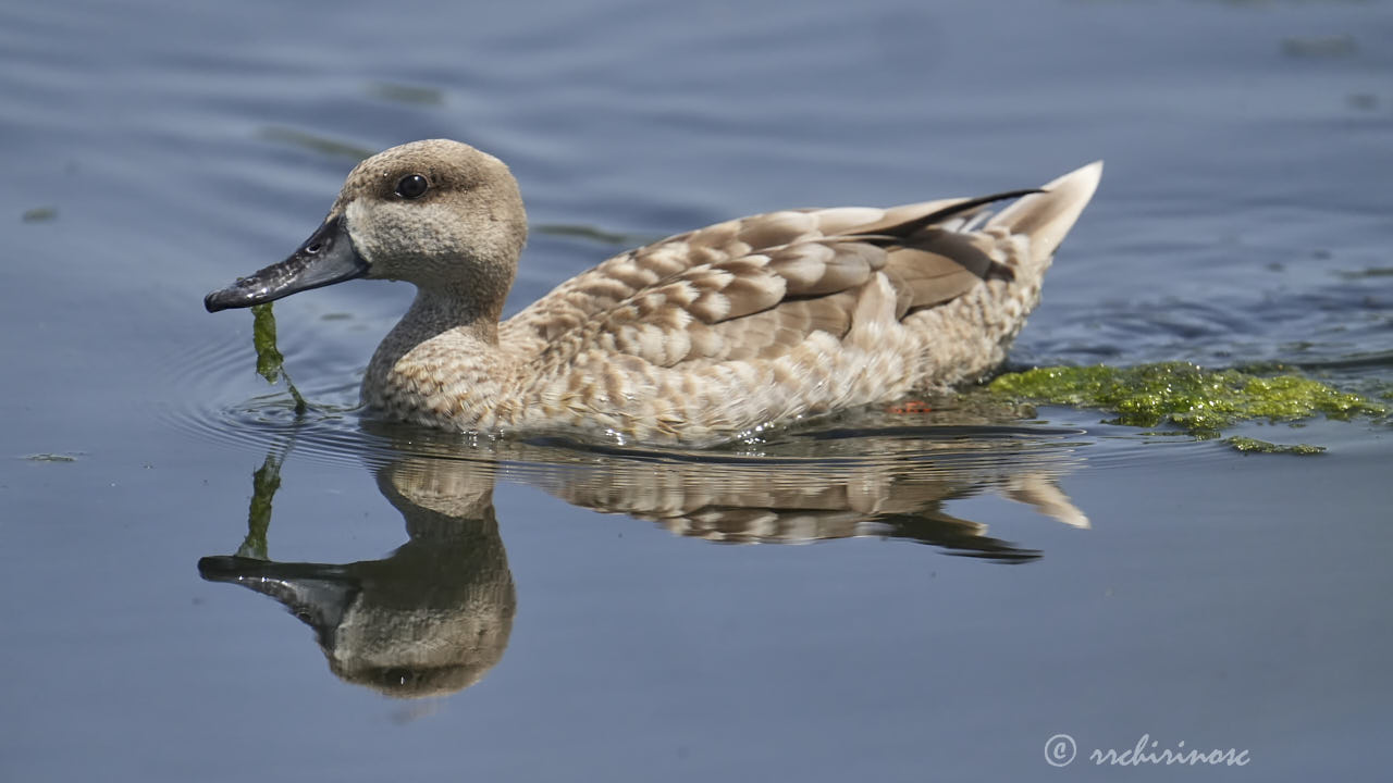 Marbled duck