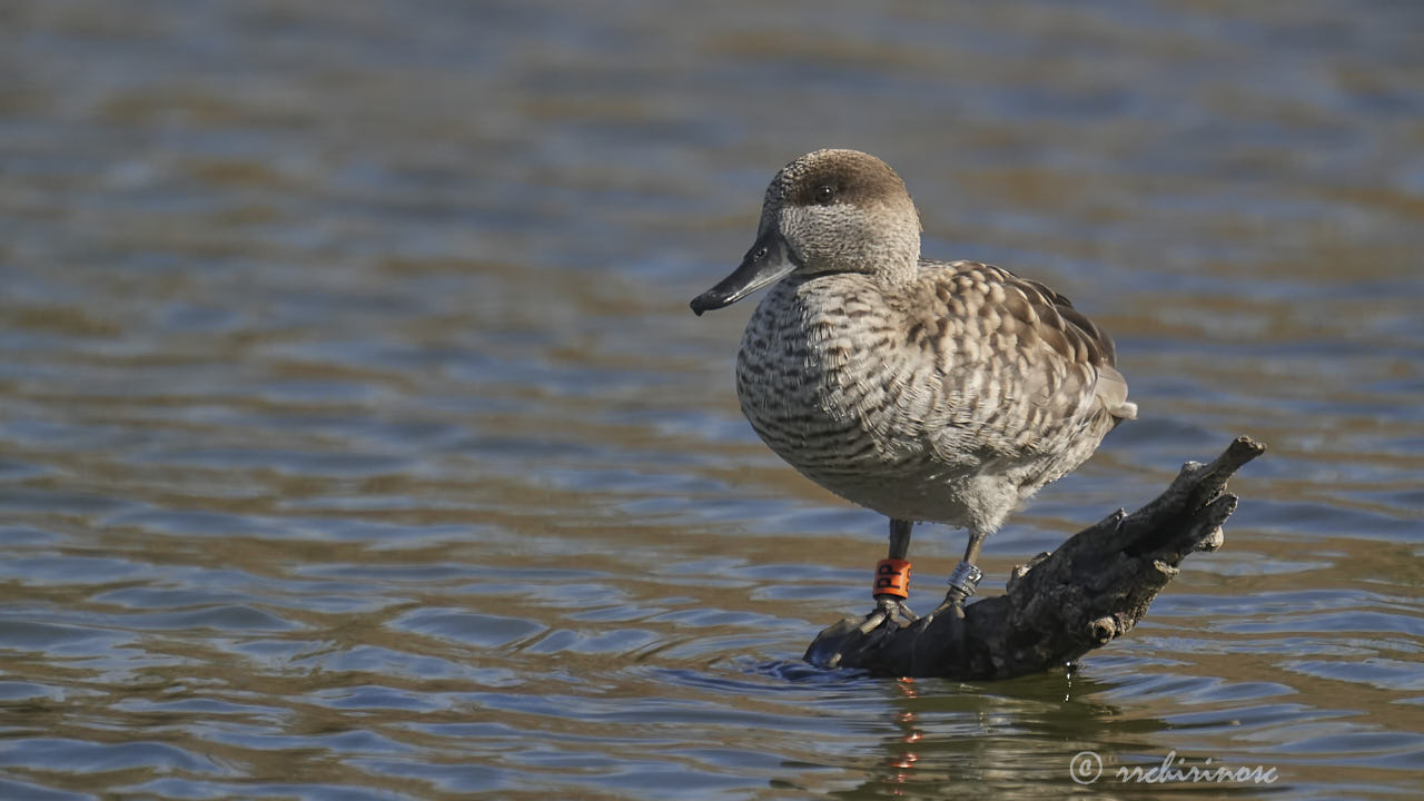 Marbled duck