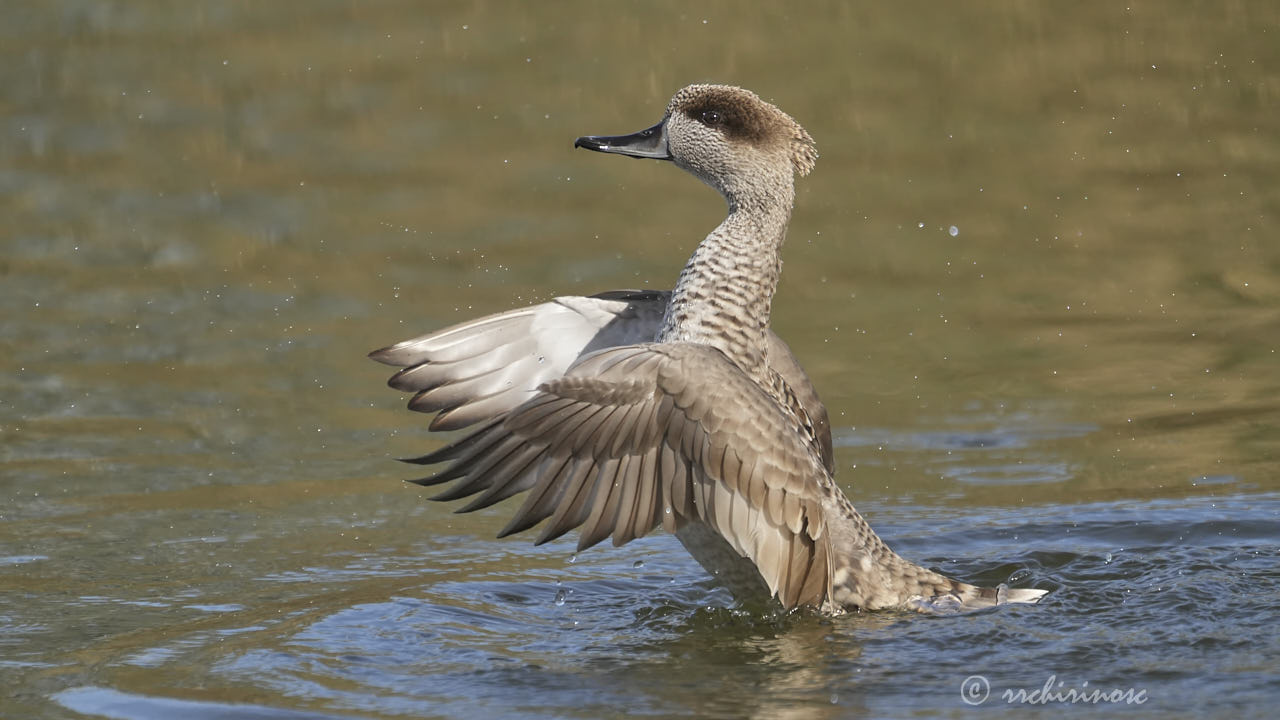 Marbled duck