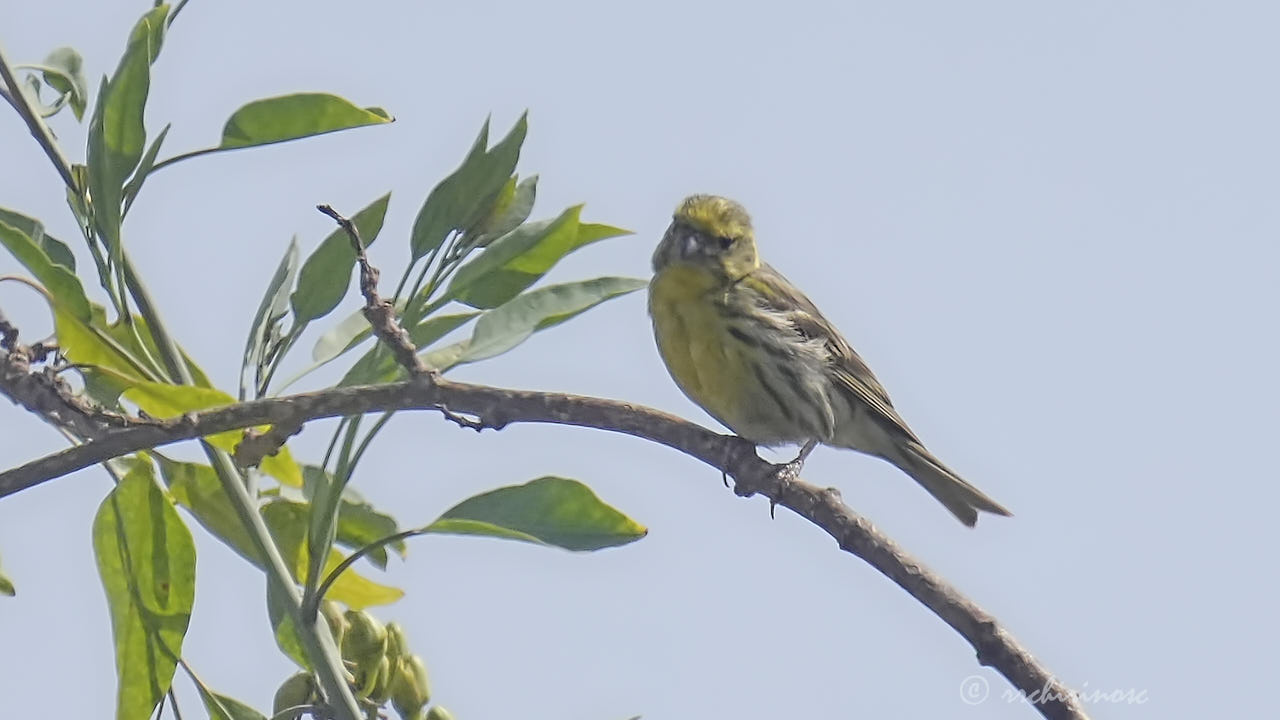 European serin