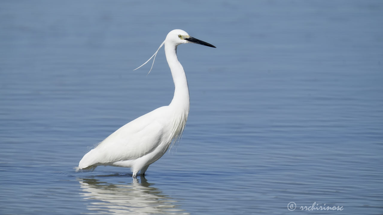 Little egret