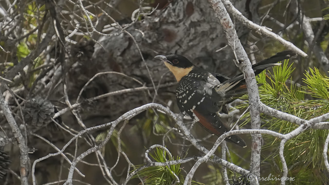 Great spotted cuckoo