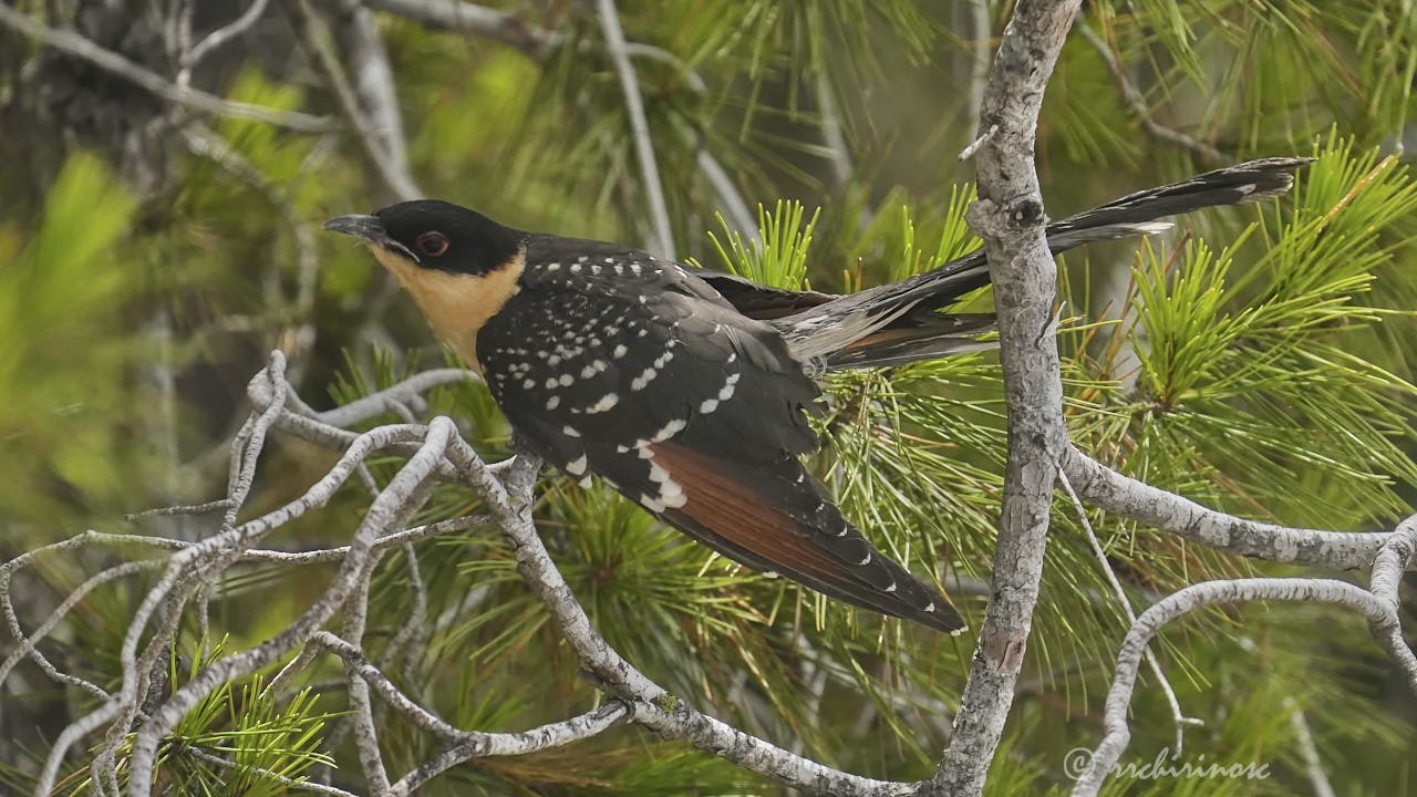 Great spotted cuckoo