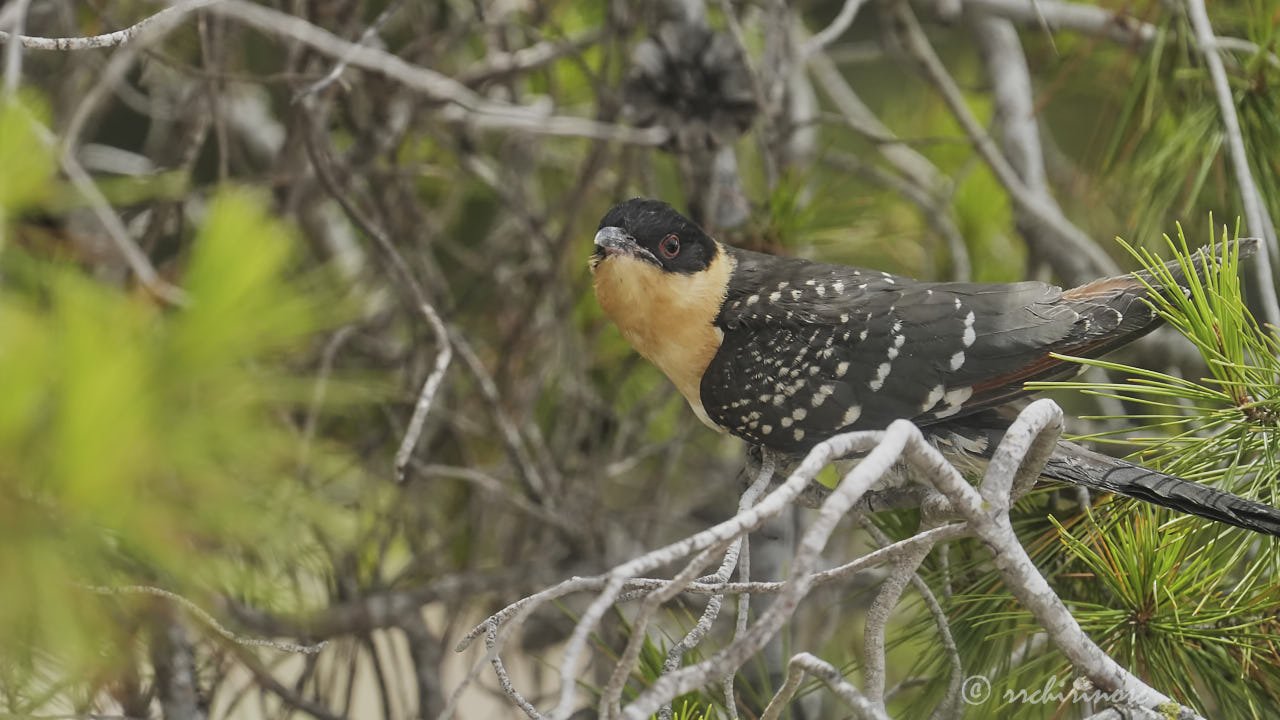 Great spotted cuckoo
