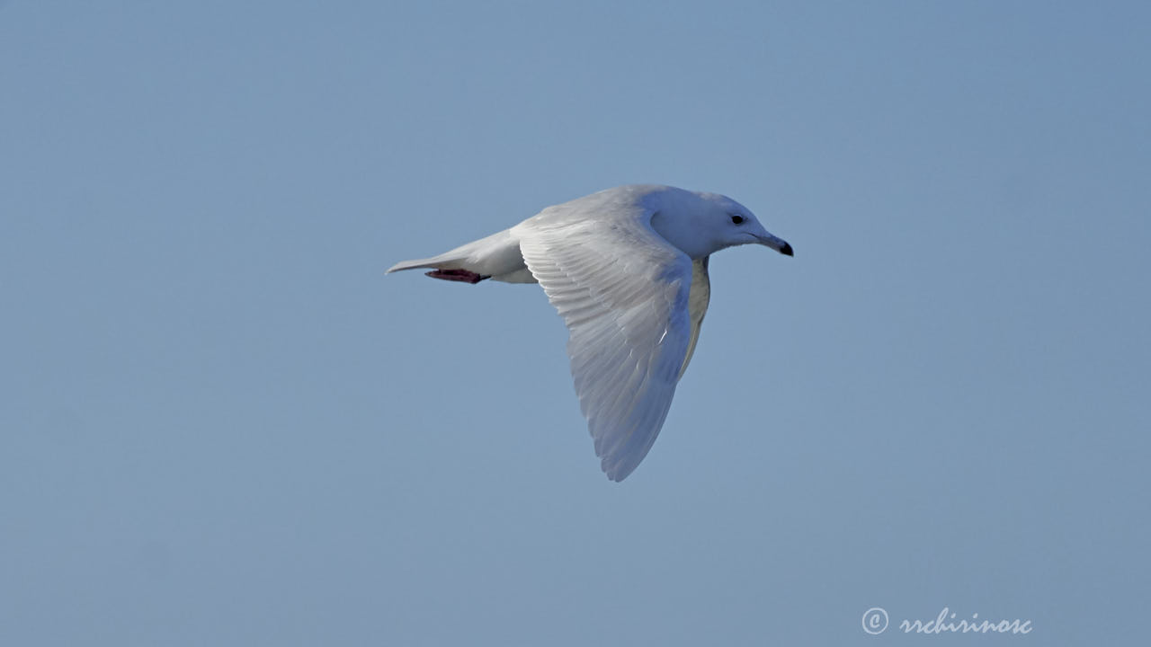 Iceland gull