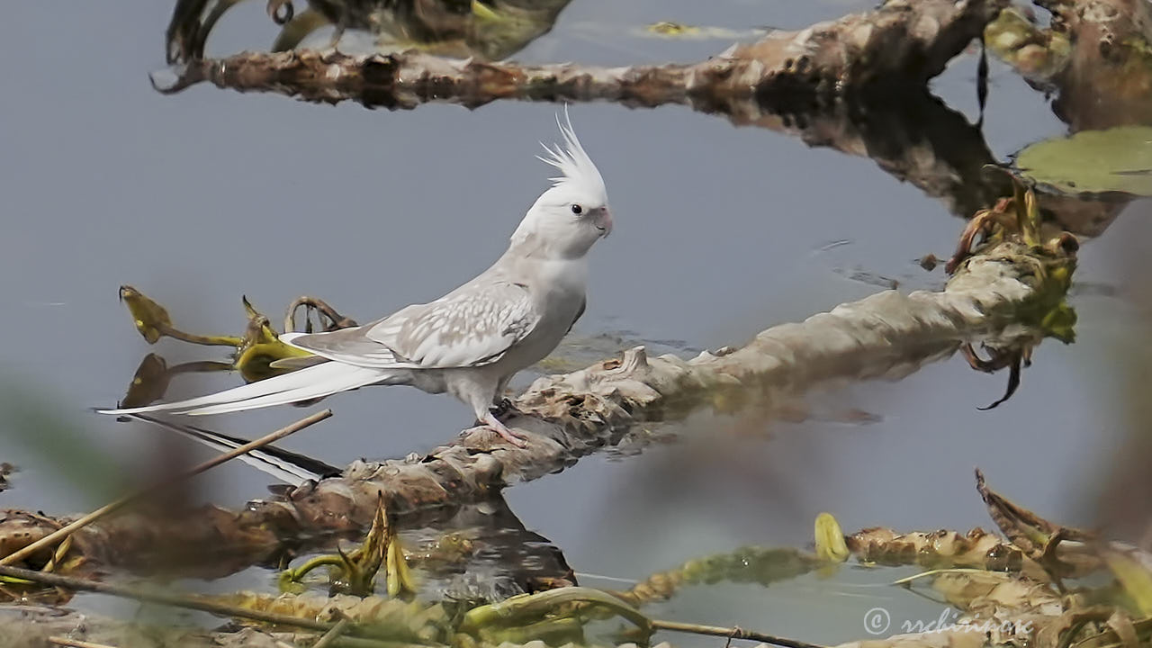 Cockatiel