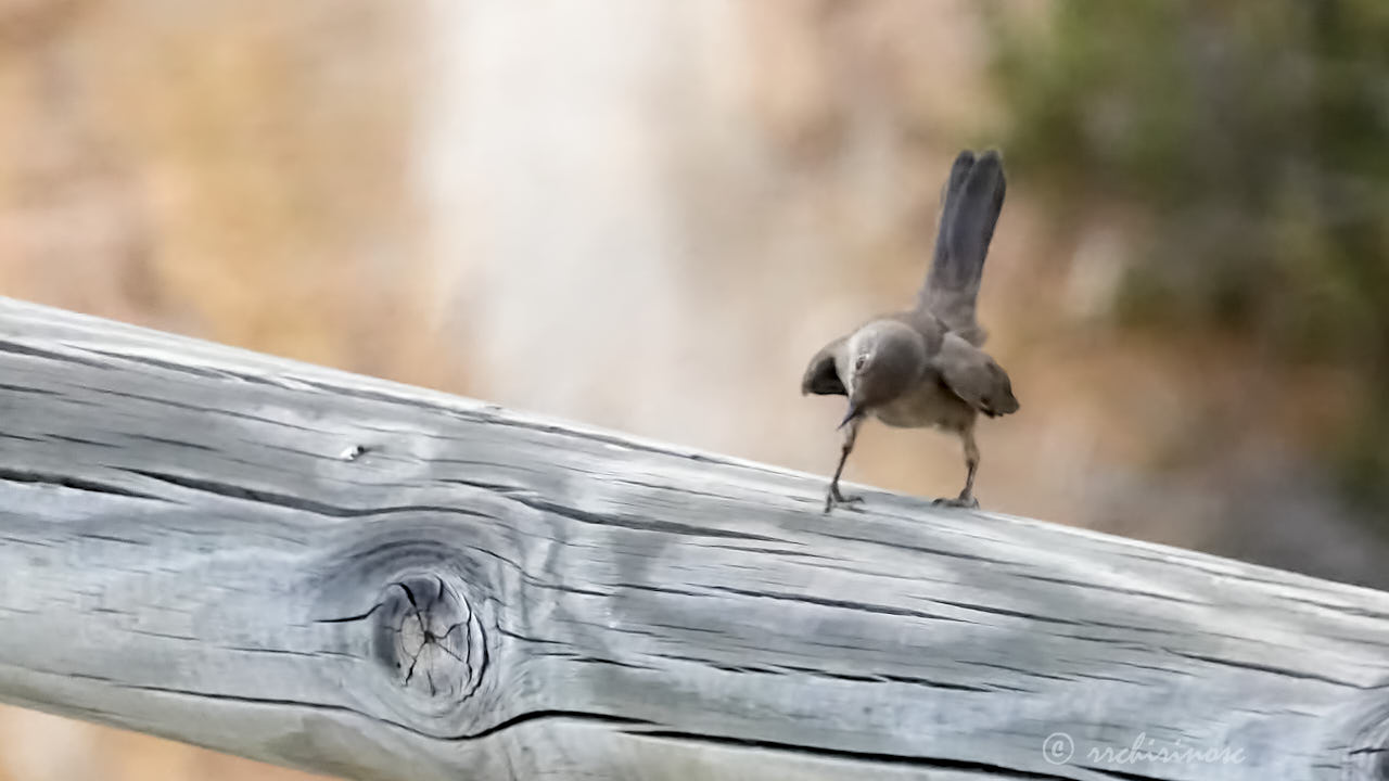 Western subalpine warbler