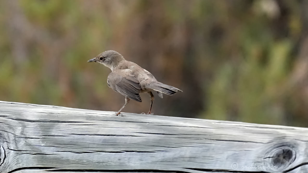 Western subalpine warbler