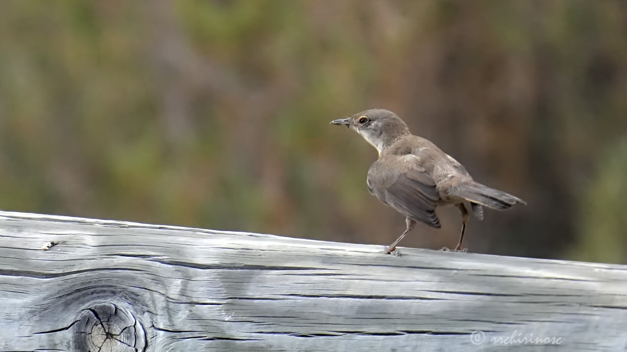 Western subalpine warbler