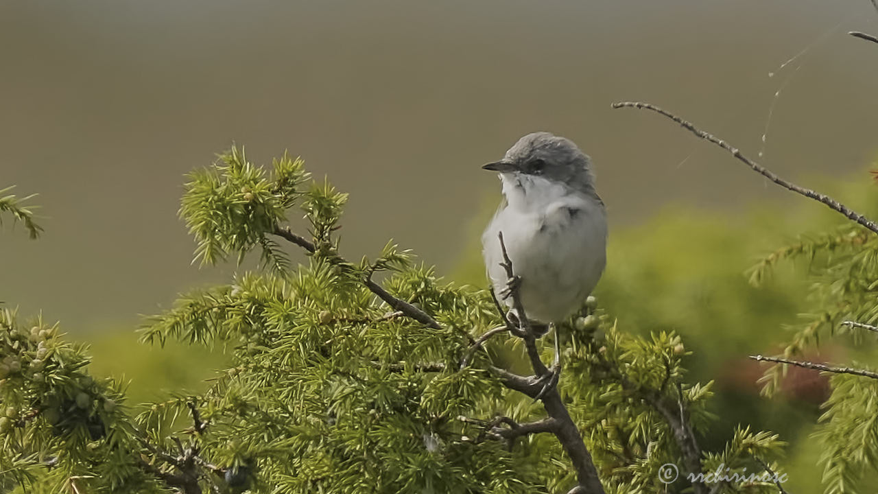 Lesser whitethroat