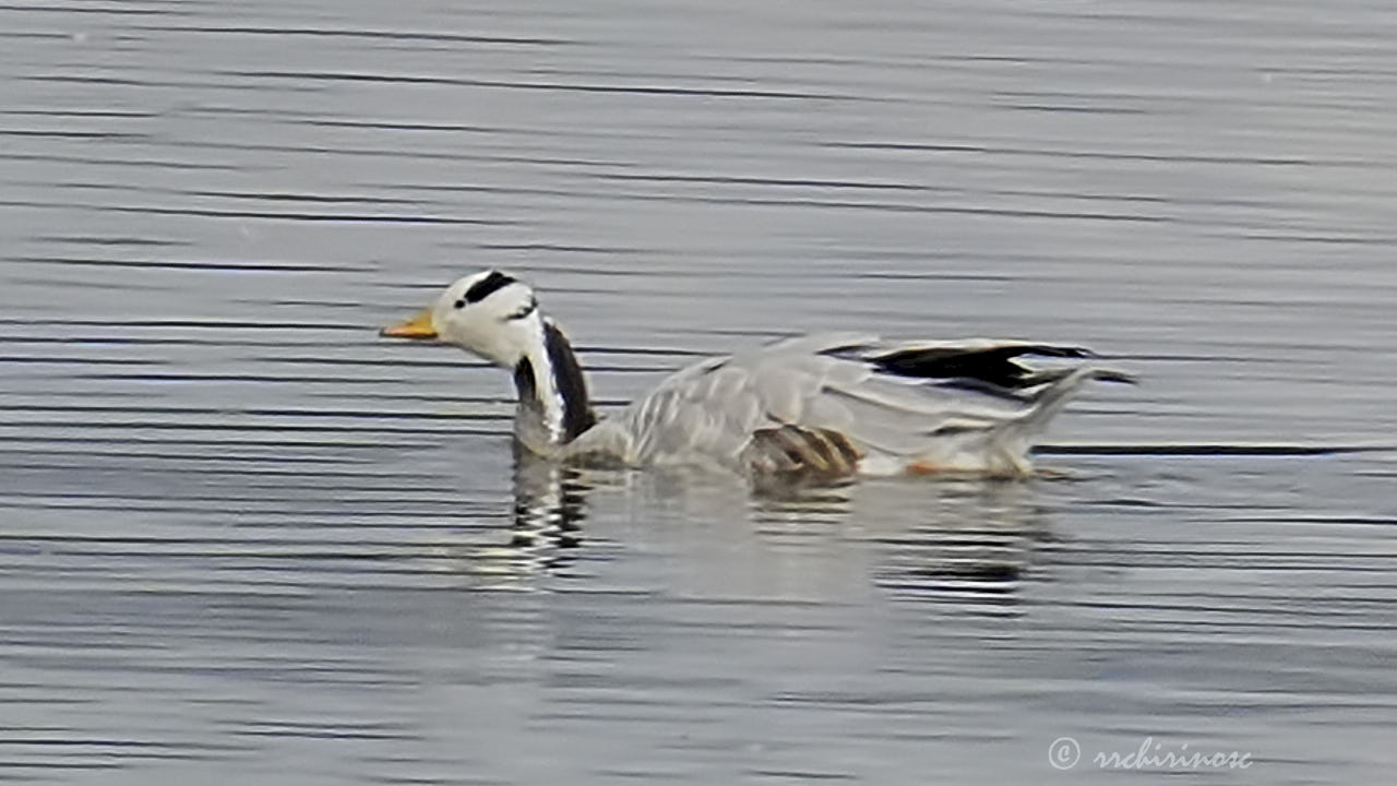 Bar-headed goose