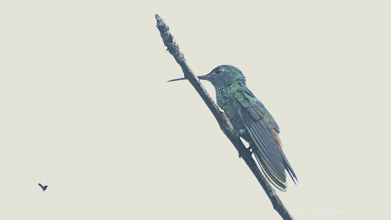 Rufous-tailed hummingbird
