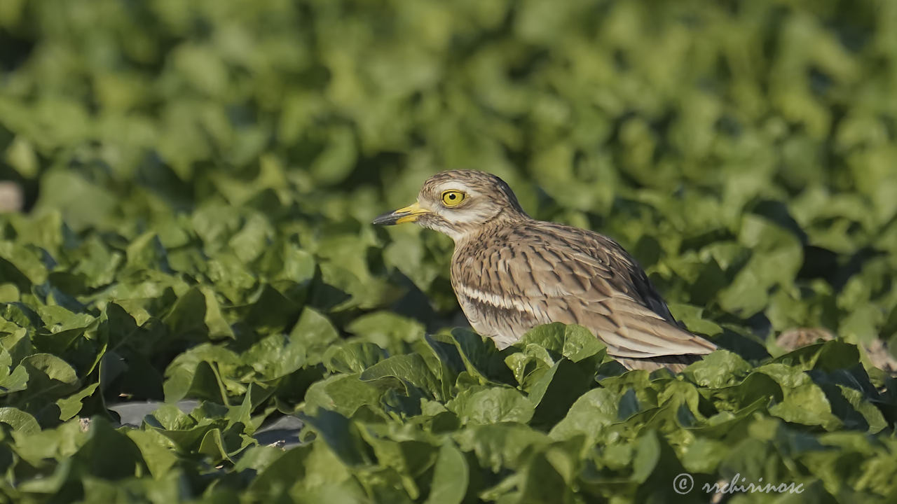 Eurasian thick-knee
