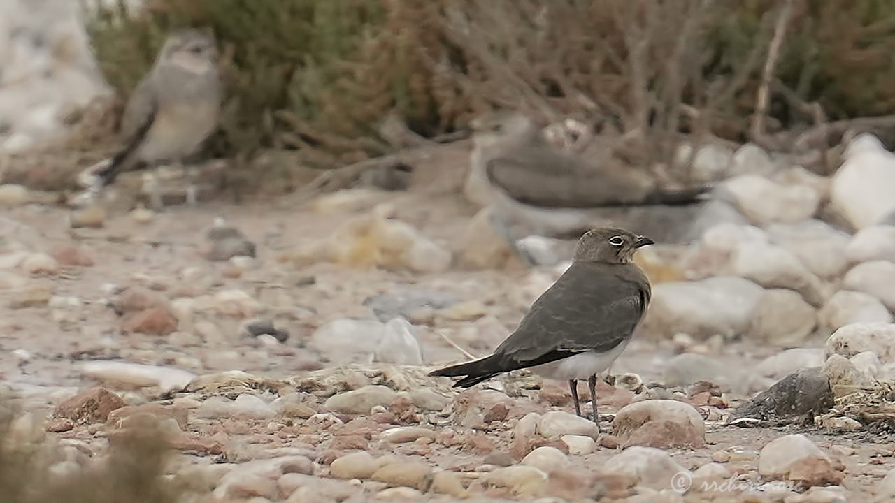 Collared pratincole